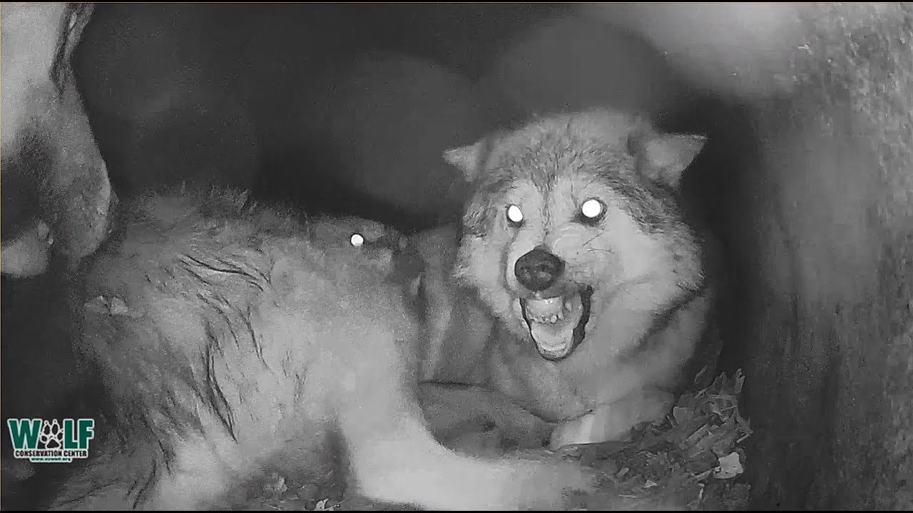 When Wolf Mama's 