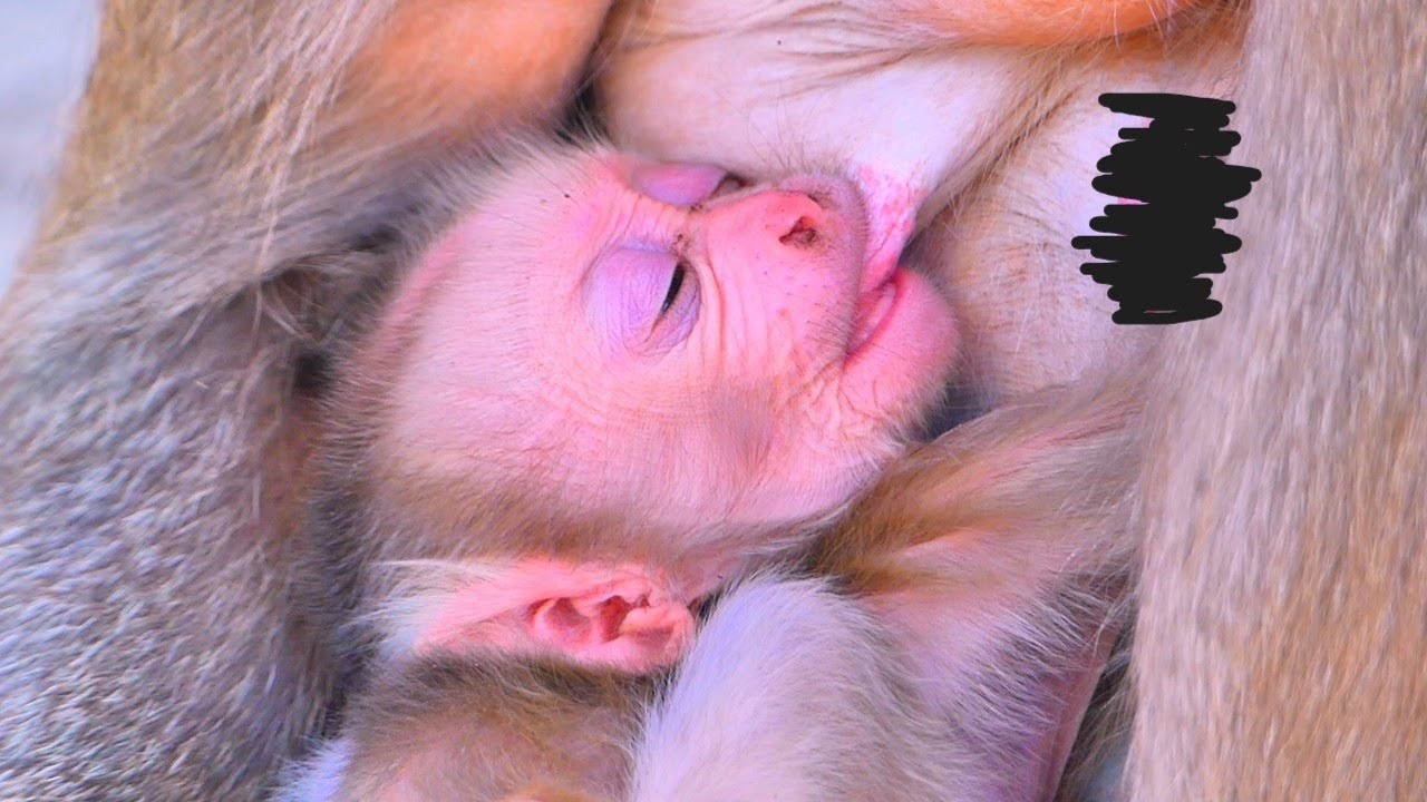 Newborn baby monkey drinking milk peacefully while mother watches