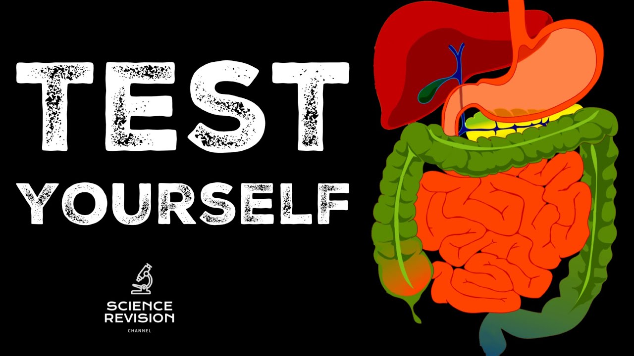 GCSE Science Biology Enzymes and Digestion - Test Yourself