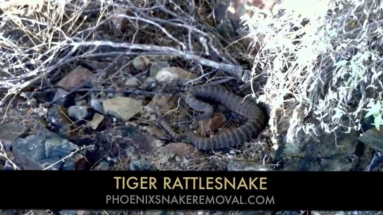 Tiger Rattlesnake Removal and Relocation from Phoenix Neighborhood