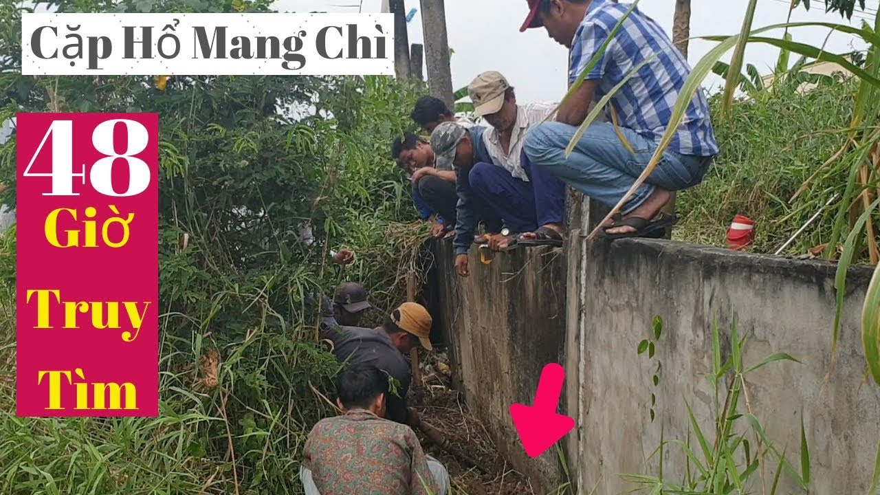 48 Giờ Truy Tìm Cặp Rắn Hổ Sáp Chì Liên Tục Quấy Nhiễu Người Đi Đường