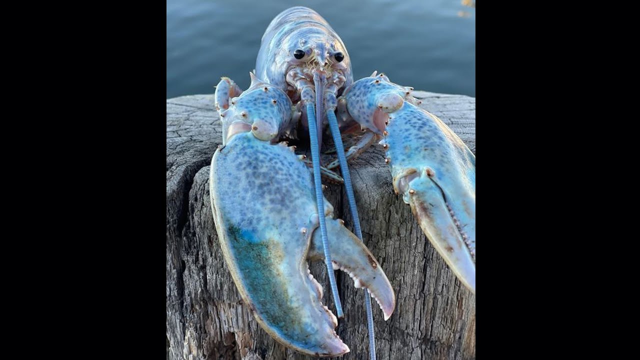 Blue Lobster Jumpscare (full version HD)