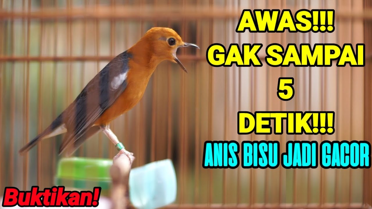 PUTAR 5 DETIK SAJA DIJAMIN ANIS MERAH ANDA SEKETIKA GACOR DAN LANGSUNG TELER
