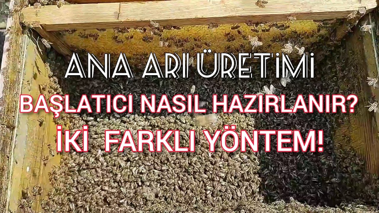 ANA ARI ÜRETİMİ / BAŞLATICI KOLONİ   NASIL HAZIRLANIR? / İKİ FARKLI YÖNTEM