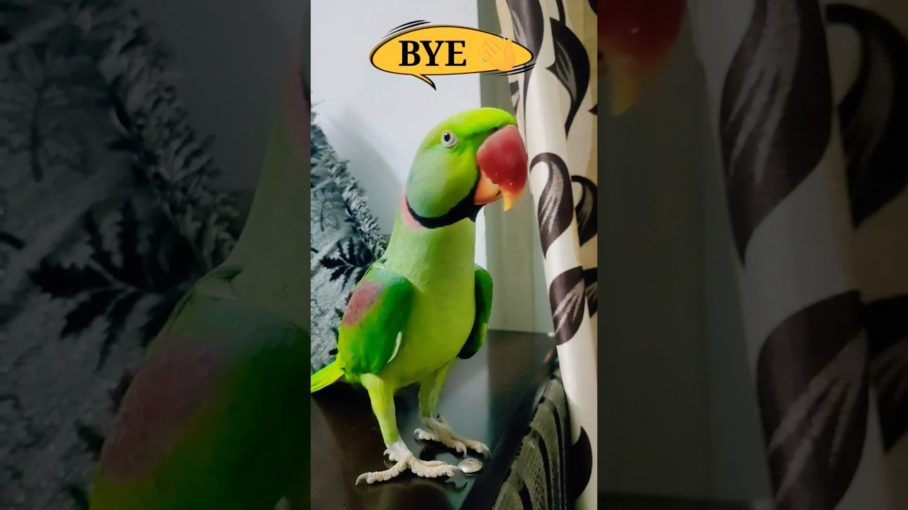 Pablo Parrot Supercute BYE 😘#shorts #parrot #talkingparrot