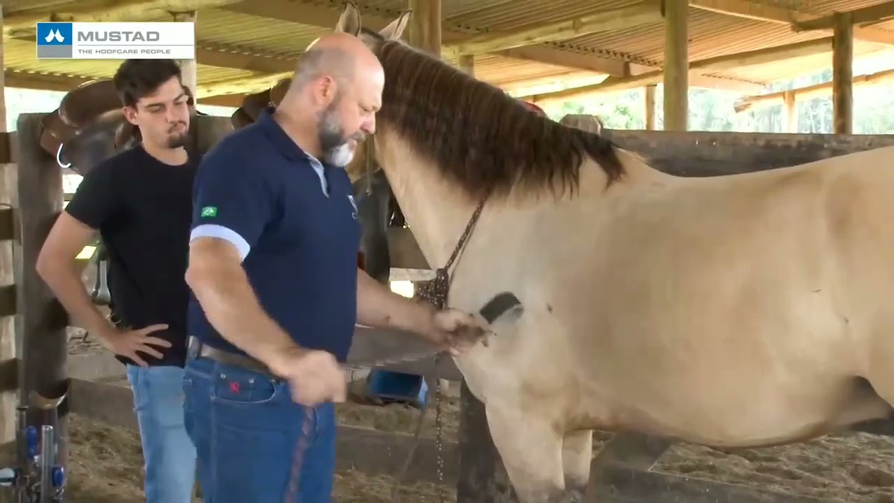 Que fazer quando o cavalo não deixa casquear
