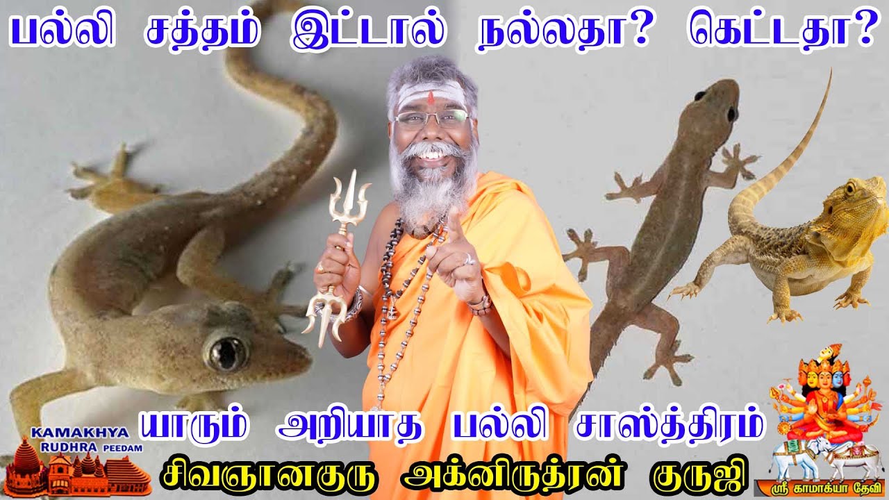 பல்லி சத்தம் இட்டால் நல்லதா ? கெட்டதா ? பல்லி சொல்லும் பலன் என்ன ?  Lizard's Noise palan | ருத்ரன்ஜி