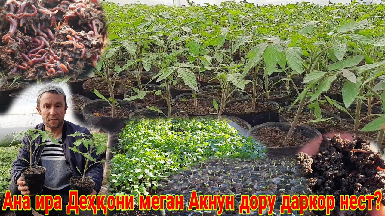 Акнун дору даркор нест? Деҳқонй бо Биогумус Натиҷаи ғайри оддий Аҳсан января 2022 г.