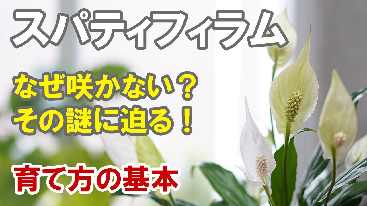 スパティフィラムの育て方　花を沢山咲かせる方法！