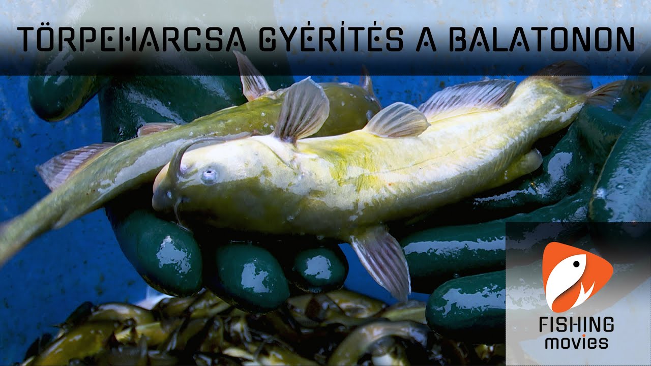 Törpeharcsa gyérítés a Balatonon
