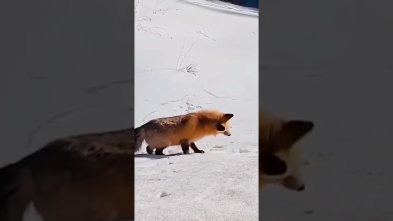 tulki ov jarayoni