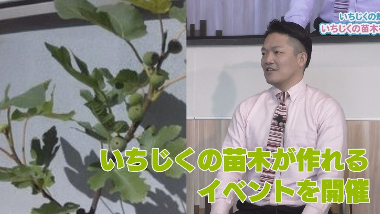 いちじくの魅力をにかほから いちじくの苗木をつくってみよう