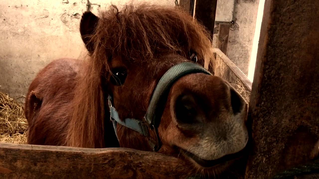 Lammehave &oslash;kologi