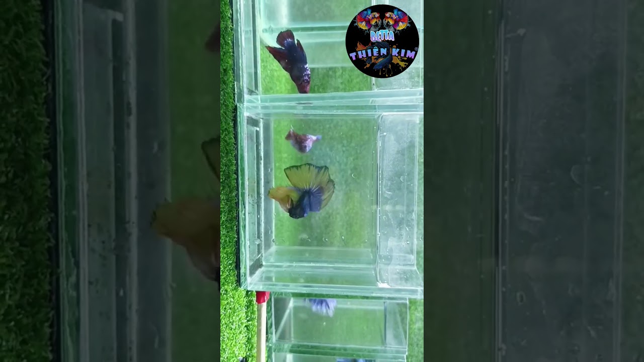 Cùng nghe nhạc Quê Hương và ngắm những chú cá Betta bên Betta Thiên Kim nha