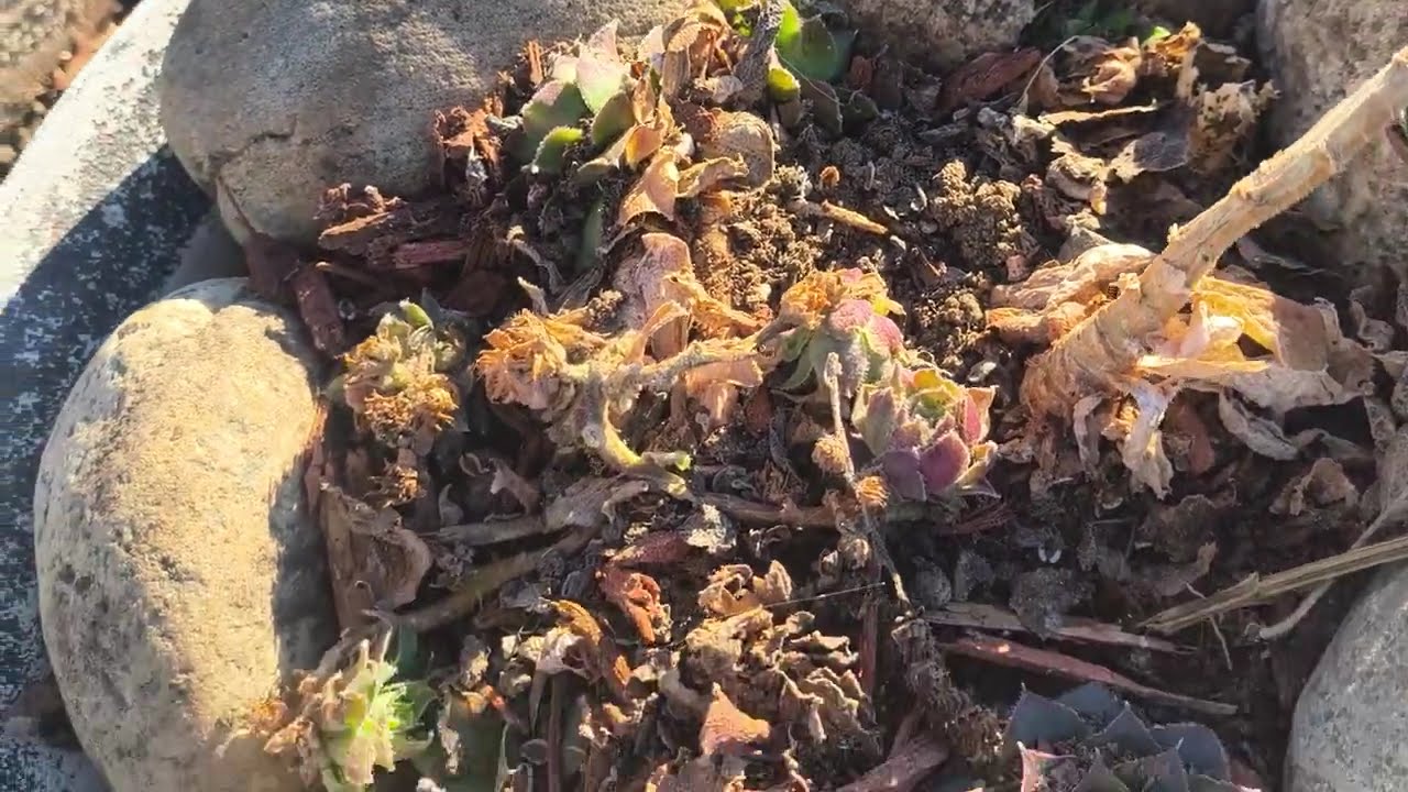 Final Season Update 14-Nov-2025 Hinkley cg plot06