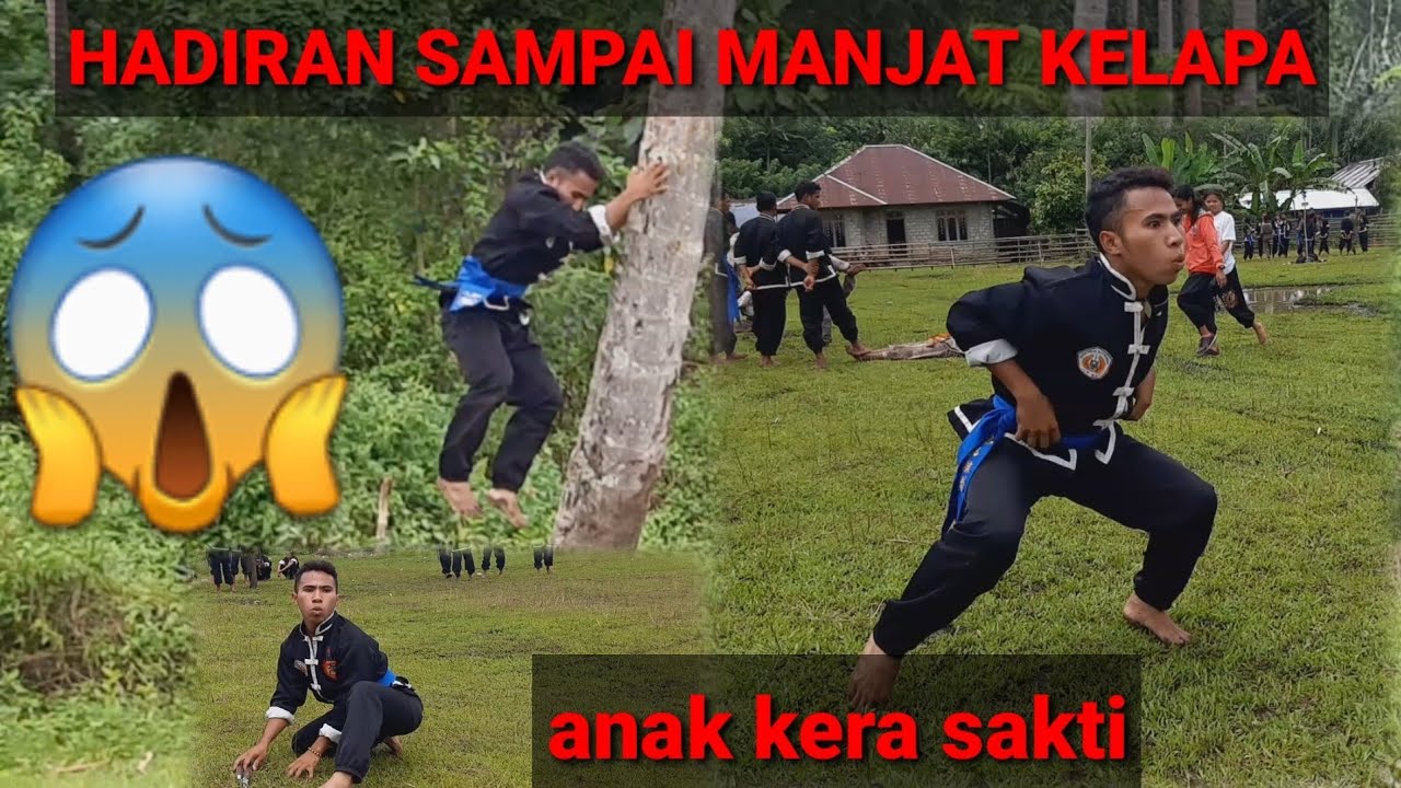 Aksi mabok sampai manjat kelapa😱|| iks pi kera sakti sumba.
