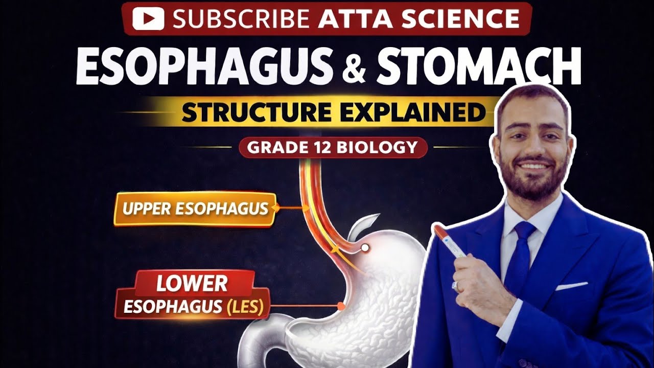 Grade 12 Biology | Unit 1 Lecture 3 |😱 Esophagus & Stomach Structure Explained in 10 Minutes