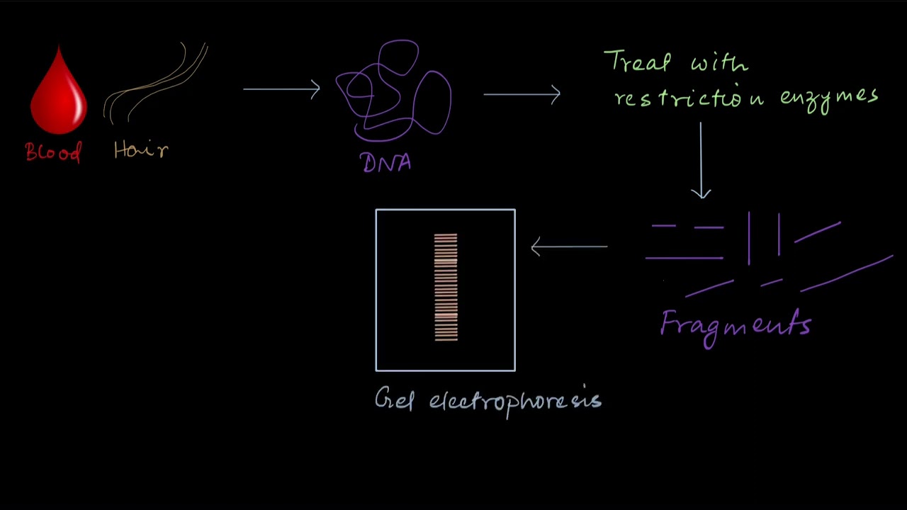 DNA fingerprinting | Molecular basis of inheritance | Biology | Khan Academy