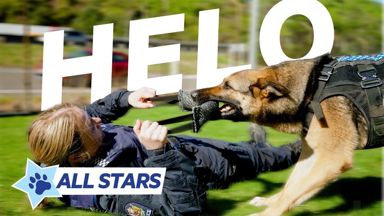 All Stars | Helo