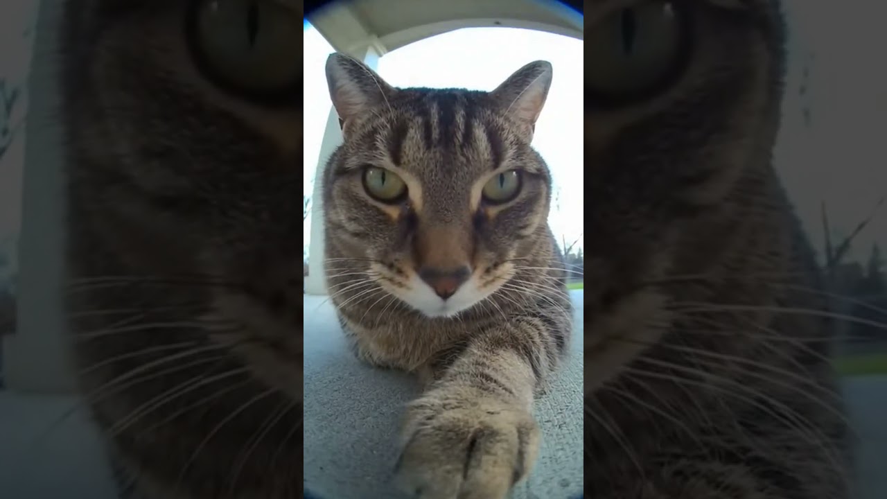 😹😹🤣Funny cat|Ring camera
