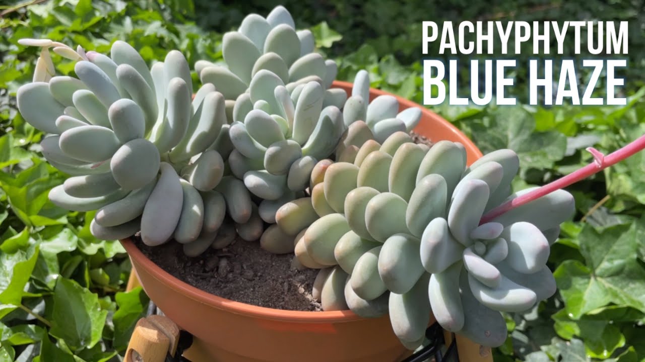 PACHYPHYTUM BLUE HAZE 💙 | Cuidados