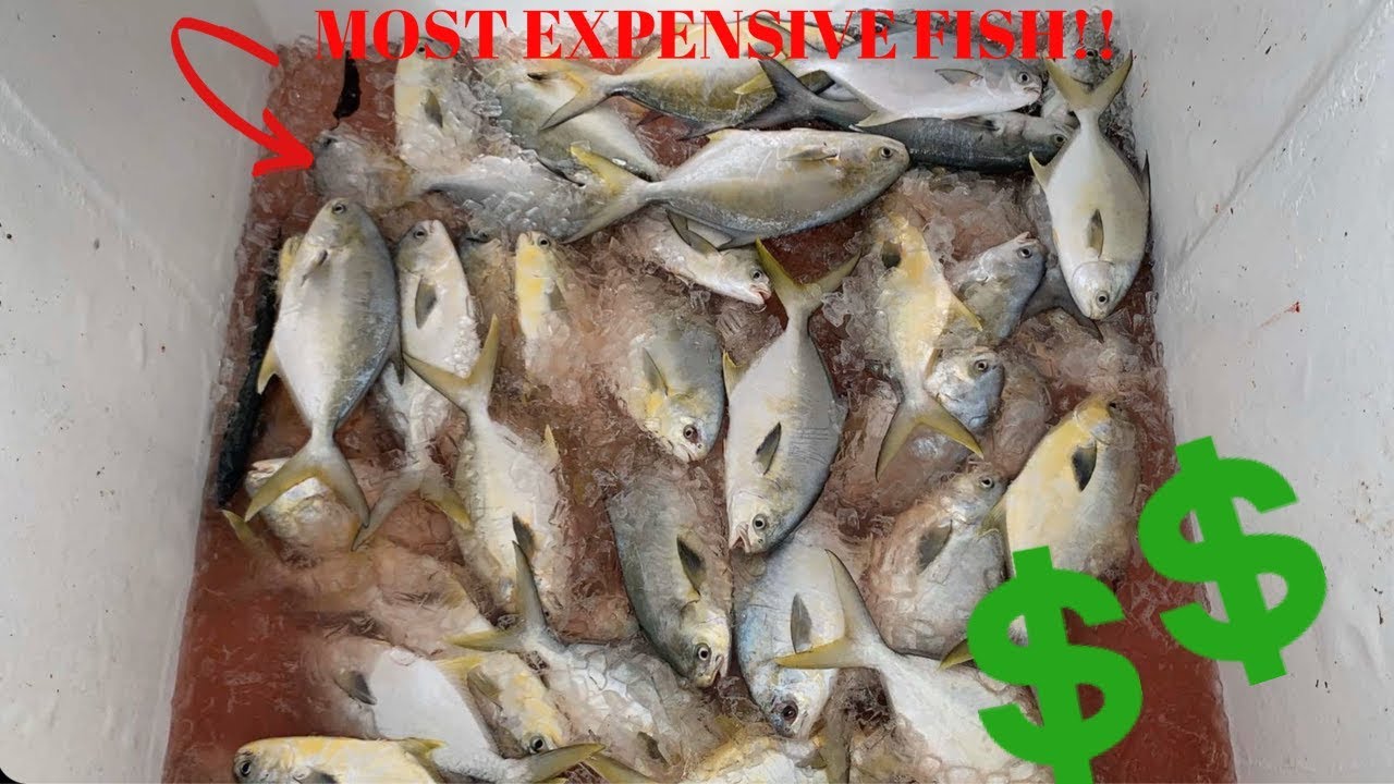 Most EXPENSIVE FISH JUMPING into the BOAT! || COMMERCIAL POMPANO FISHING!