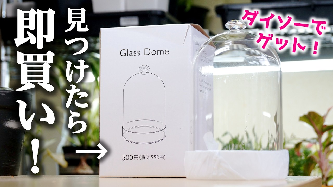 売り切れる前に買ってください…、ダイソー系列のガラスドームが高品質すぎる件！【観葉植物テラリウム】