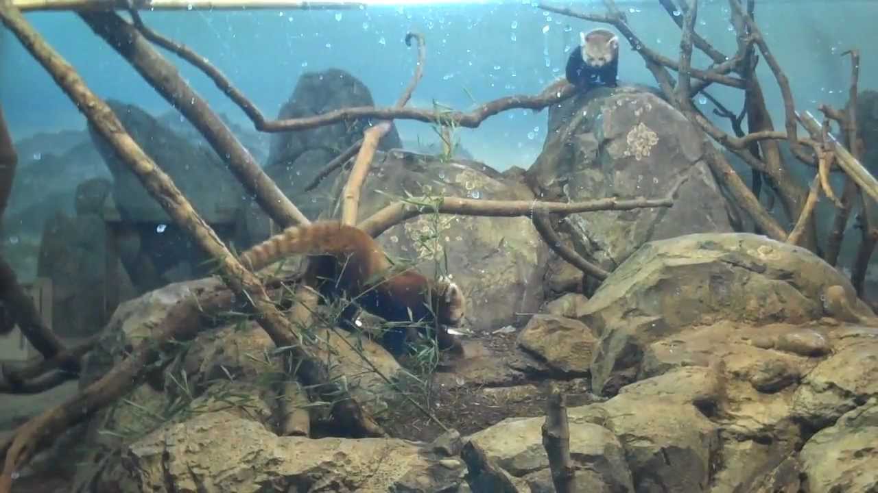 Kung Fu Red Pandas