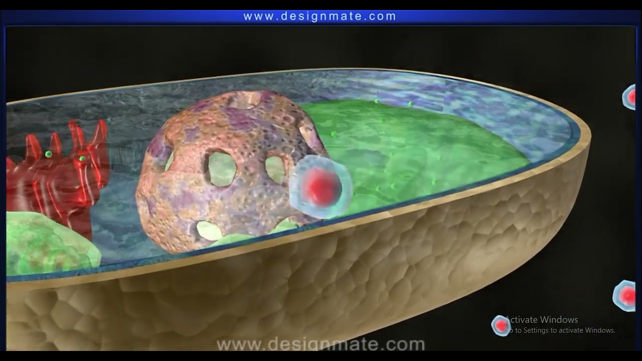 The partially permeable cell membrane