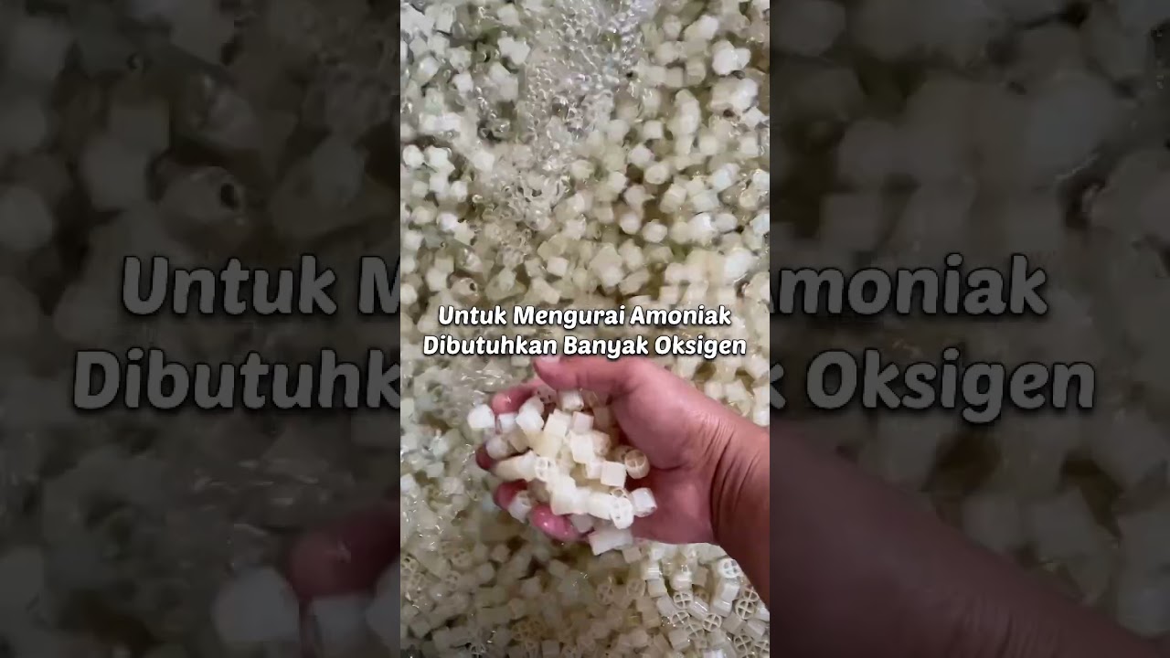 Kenapa Filter Dikasih Aerator? Ini Guys Alasannya #ikankoi #filterkolamkoi #kolamkoi #kohaku #showa