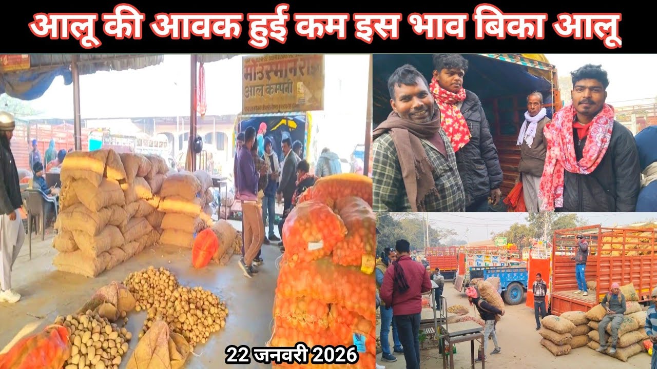 आलू की आवक हुई कम इस भाव बिका आलू 22 जनवरी 2026 🥔 Aalu ka bhav 🥔 potato rate 🥔 Shafeeq Barabanki 
