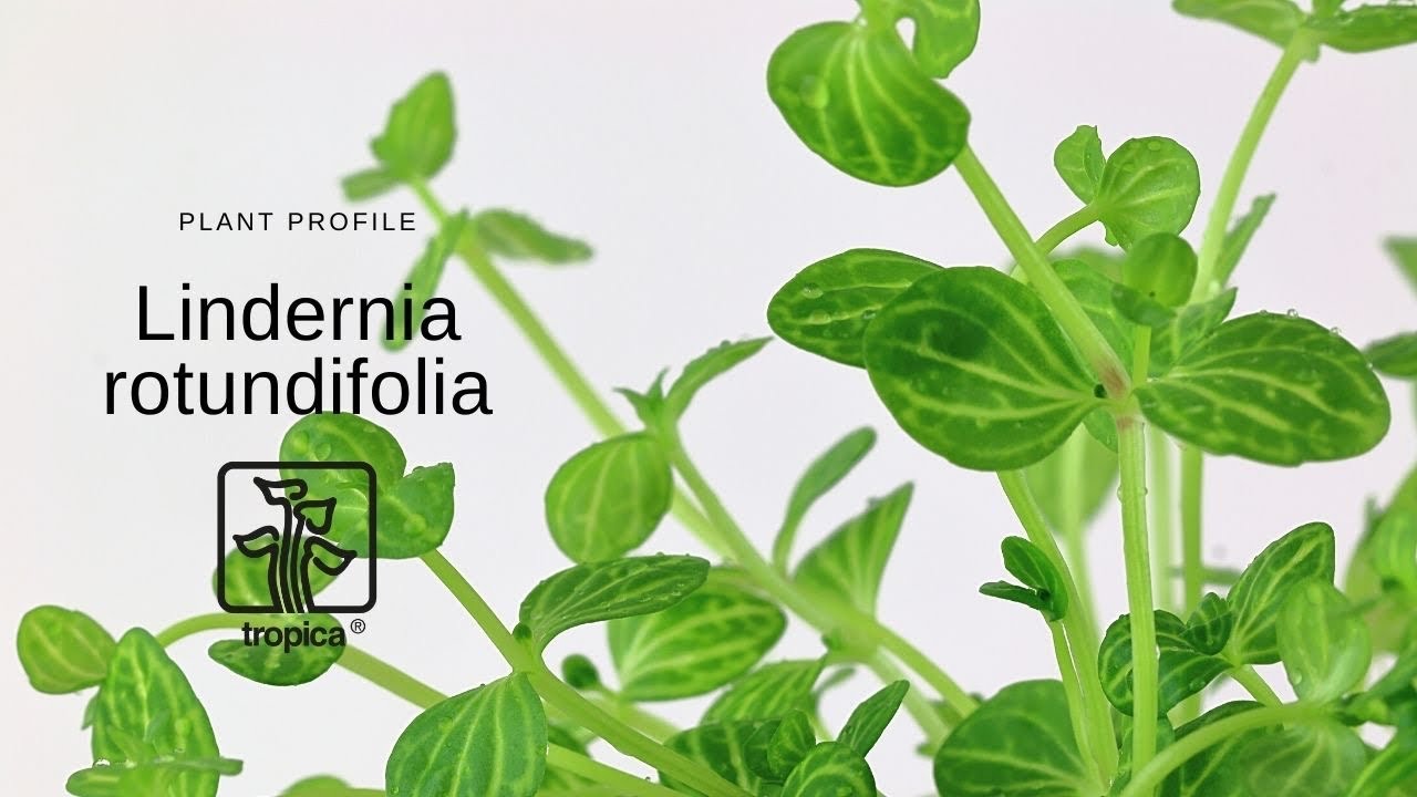 Lindernia rotundifolia