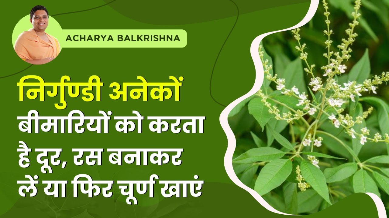 निर्गुण्डी अनेकों बीमारियों को करता है दूर, रस बनाकर लें या फिर चूर्ण खाएं || Acharya Balkrishna