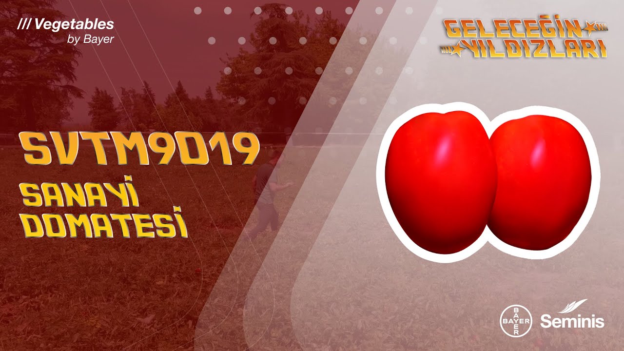 Geleceğin Yıldızları: SVTM9019 Sanayi Domatesi
