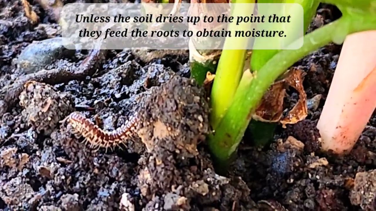 The Holocaust: Garden Millipedes and Their Horrifying Infestation