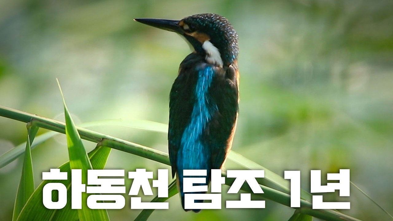 김포 하동천 탐조 1년의 기록