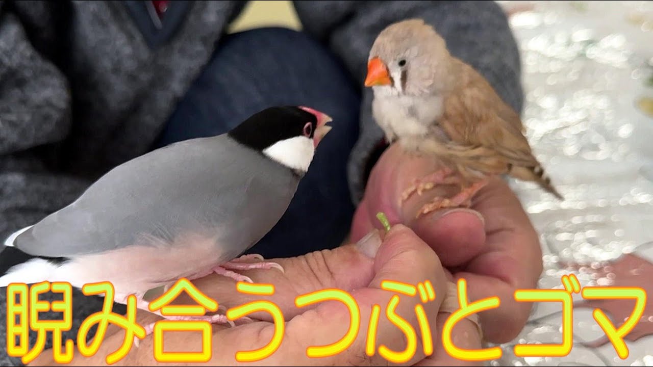 2025.12.27豆苗を仲良く食べる文鳥とキンカチョウ A Java sparrow and a zebra finch eating pea sprouts together in turns