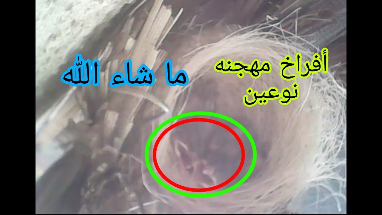أنتاج الهجين من فحل كشميري فايتر Vs نثيه عراقيه 🌹ملخص من أول بيضه الى سحب ألافراخ . للعرض فقط فقط