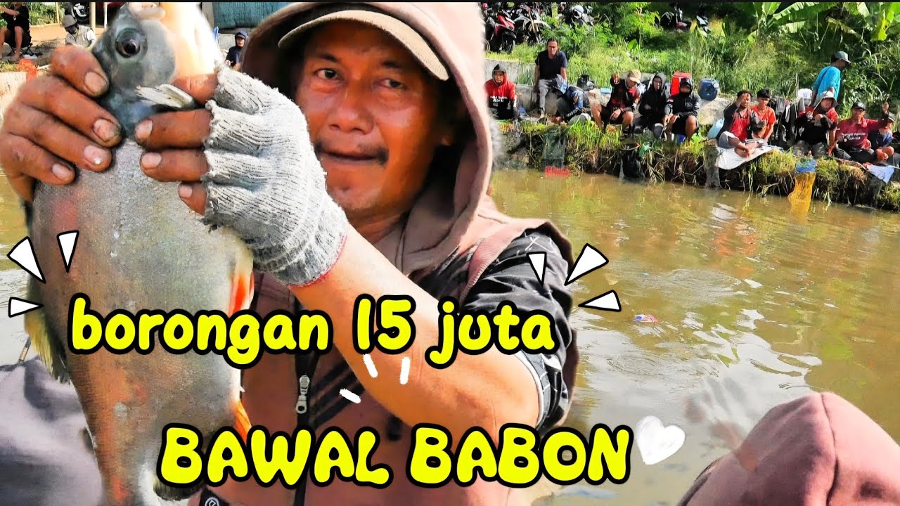 WASPADA..!!! JGN DITIRU,AKI2 GX TERKALAHAKAN KALO URUSAN BAWAL ‼️ MANCING BORONGAN BAWAL BABON