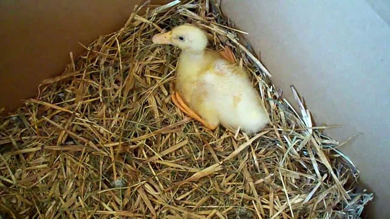 Treating Niacin Deficiency In Ducklings With Vitamin B-3 Injections The Update #13 Raising Ducks