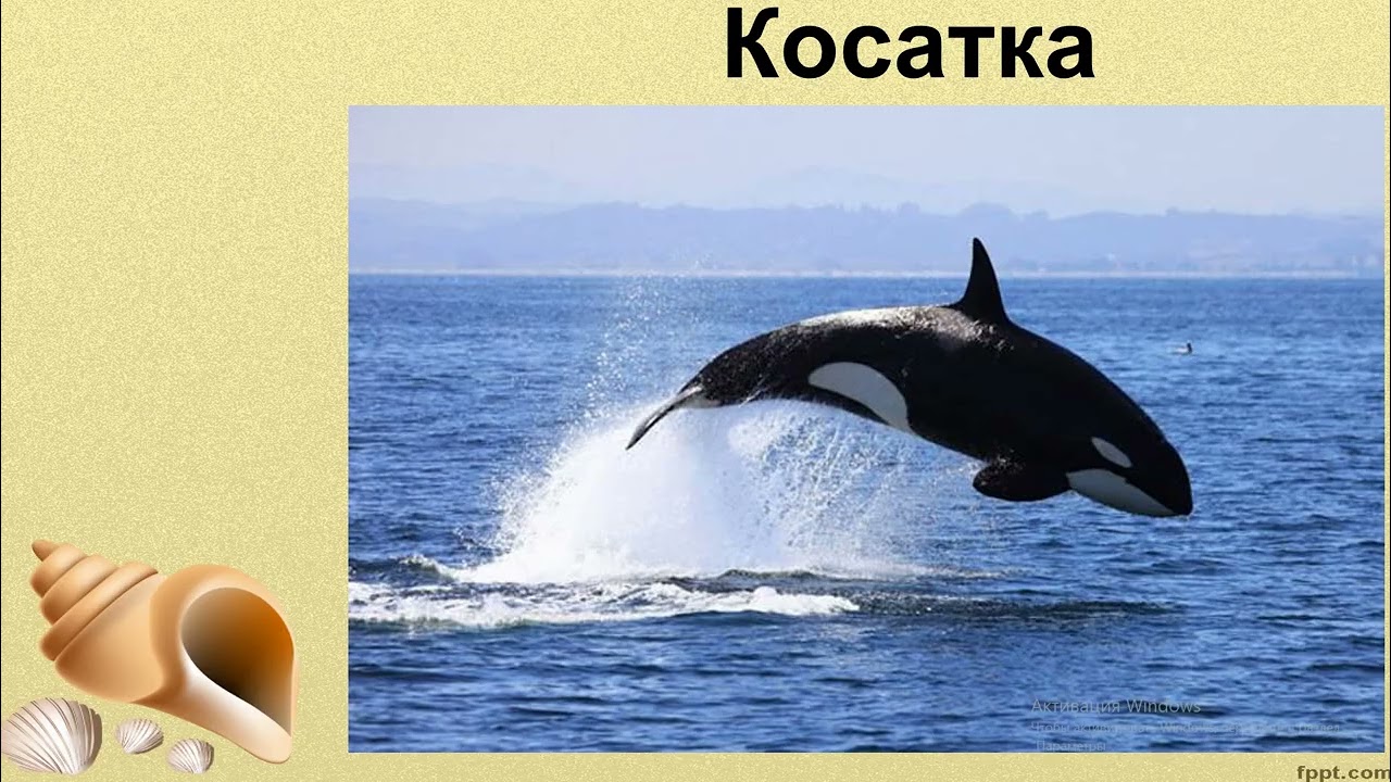 26 01  ЯДС  Які таємниці приховує Північний Льодовитий океан