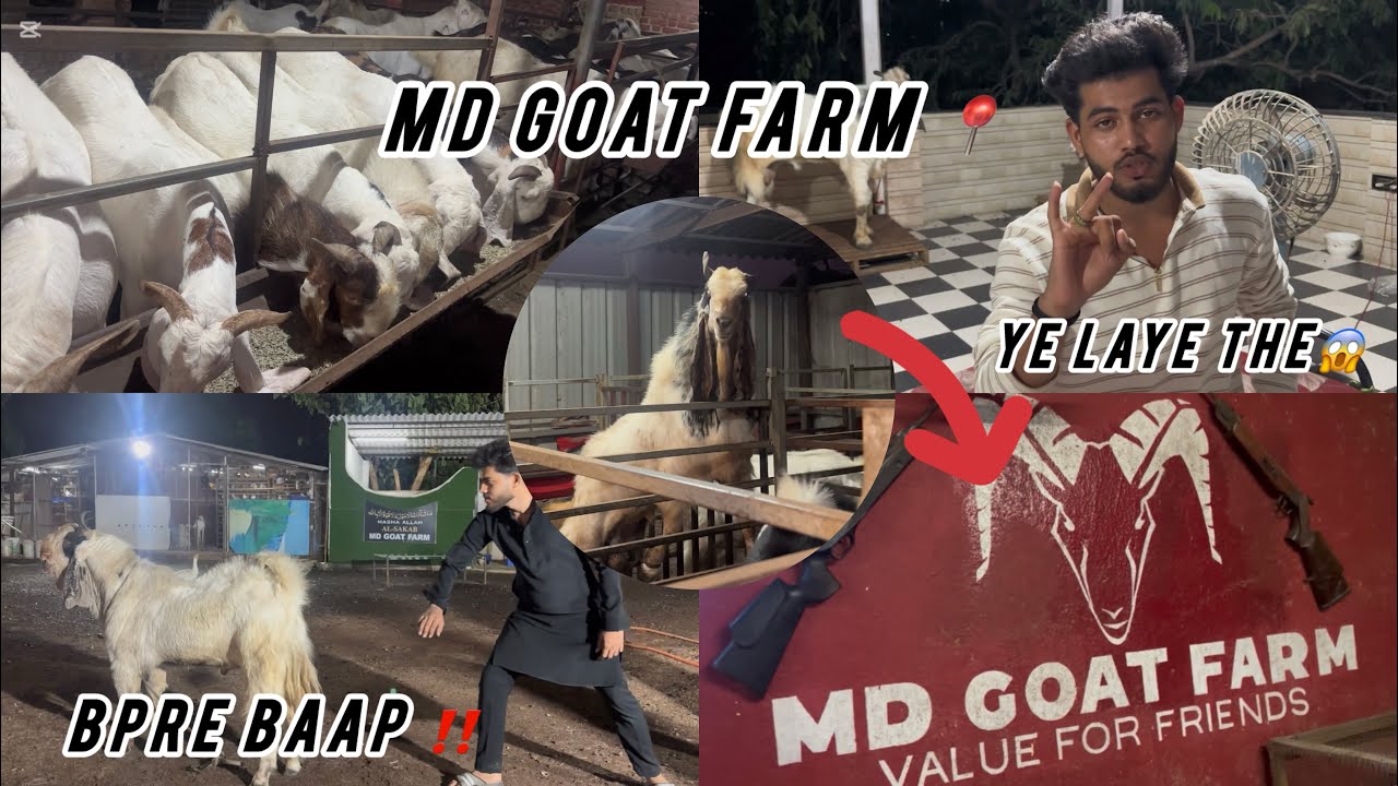 MD Goat Farm Finally 😍| Most Awaited Video ❤️| D Goat Farm Ke bakre ‼️| Dangerous 😱| Farm Tour #goat