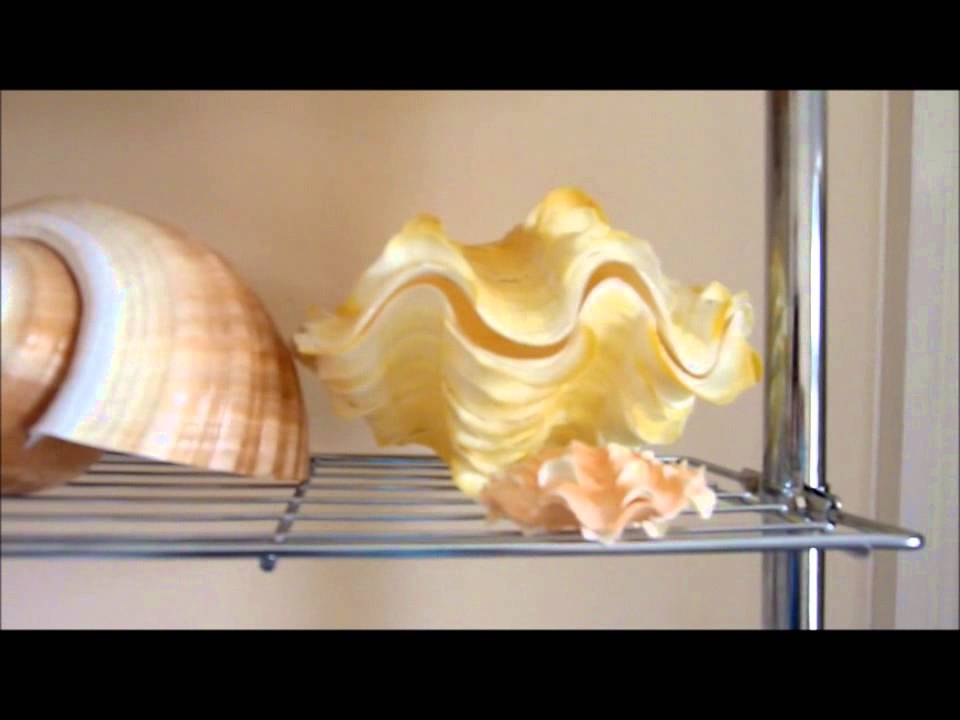 seashells collection