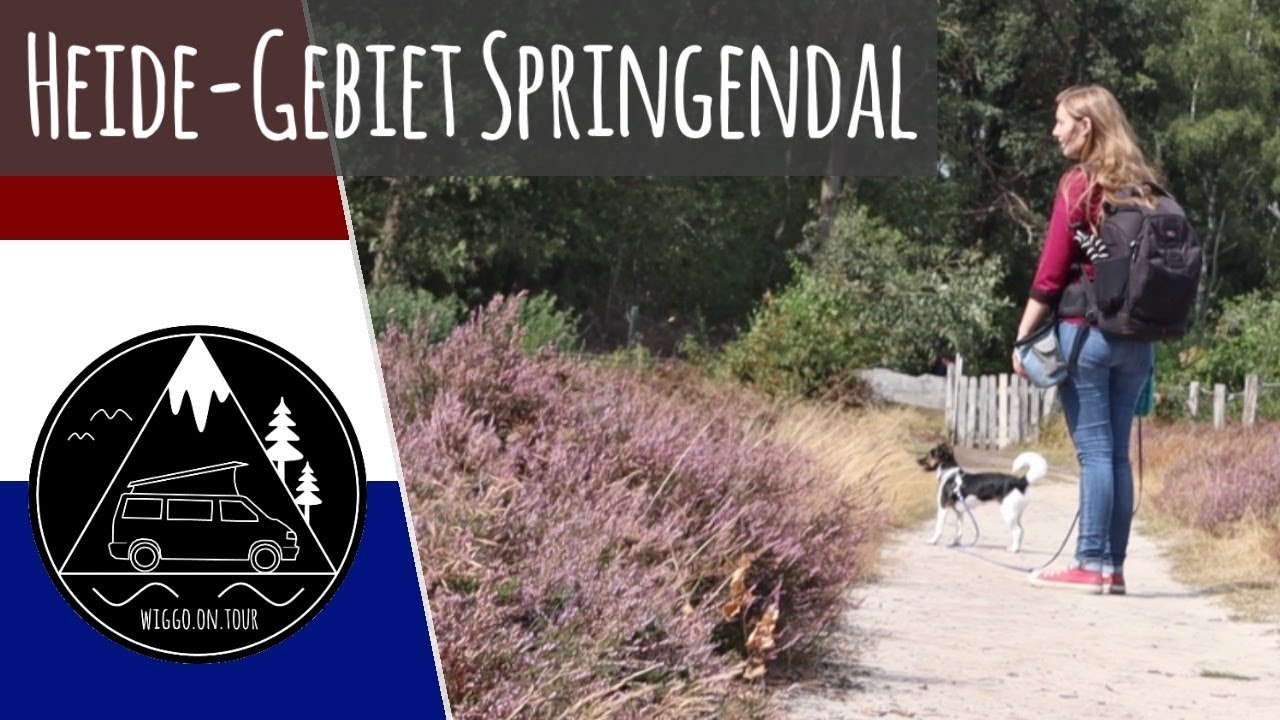 Wandern durch die Heide im Naturschutzgebiet Springendal