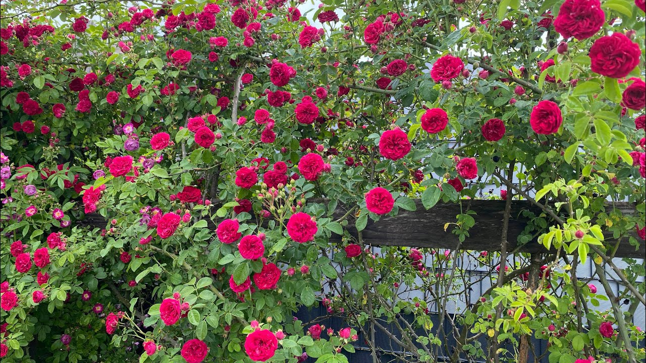Ramblerrosen Special 🌹Pflege, Wuchs & Sorten