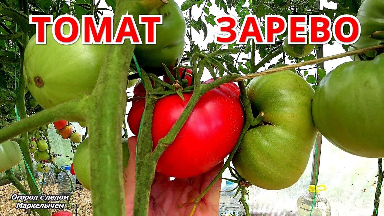 ТОМАТ ЗАРЕВО. Описание, вкус, достоинства и недостатки.