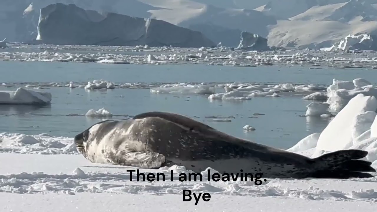 One Very Irritated Leopard Seal