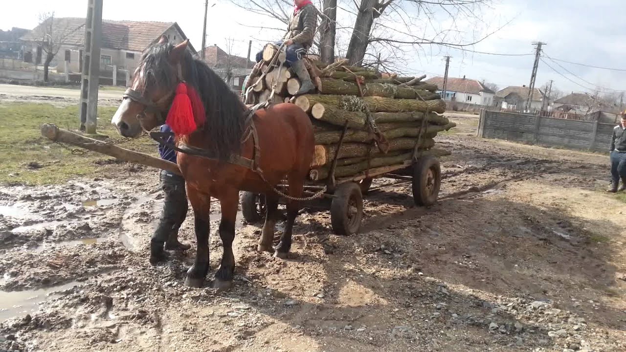 Probe cai terebesti 2