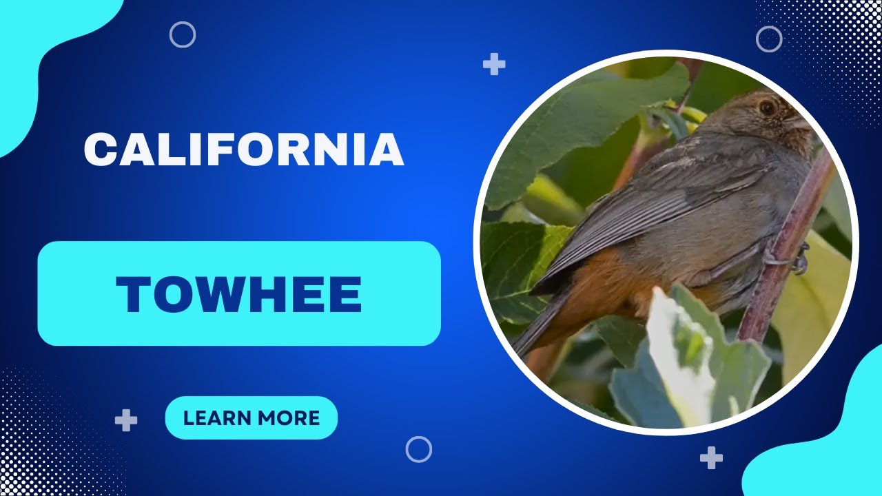🌿 California Towhee: The Ground-Dwelling Bird of the West Coast | Amazing Planet 🐦