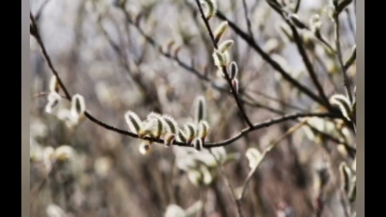 조아부러(겨울가면 봄이온다)#작사.    김현수#가사첨부🌼🌼🌼🌼🌼🌼
